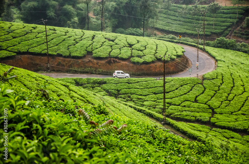 A car going through a full green tea estate in Idukki, Kerala, India. photo