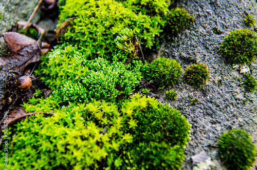  Green moss on a rainy autumn day