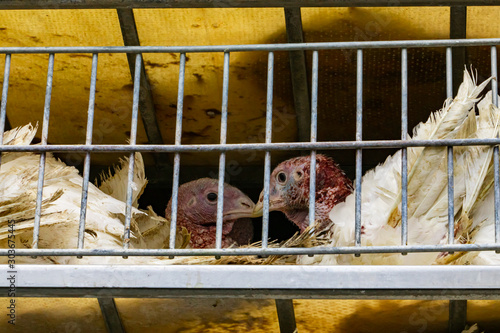 close up on two white turkeys face in a metal cage in the transport truck, livestock and transporting poultry concept. photo