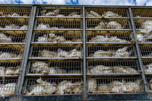 live white turkeys in transportation truck cages, Transfer to the The slaughter process, with low angle and close view.