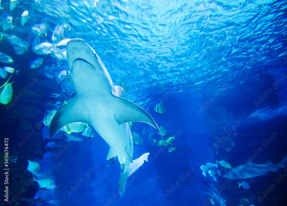 Obraz premium The great white shark in the big blue