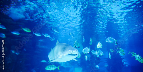 Fototapeta Naklejka Na Ścianę i Meble -  The great white shark in the big blue