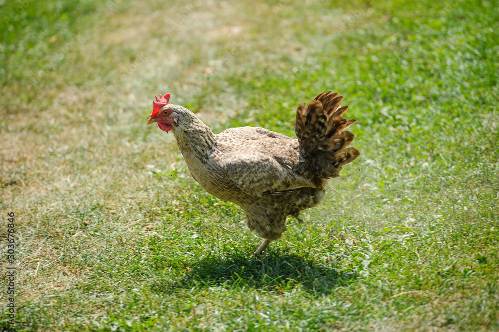 hen on a green grass