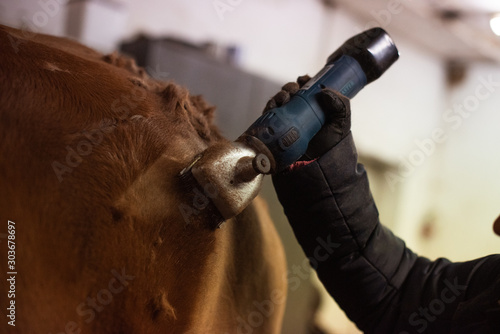 Pferd wird mit Schermaschiene geschoren photo