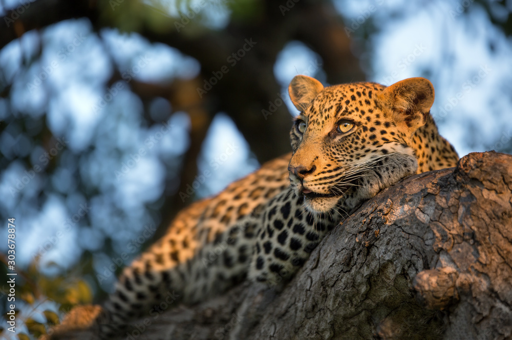 leopard in tree leopard in tree