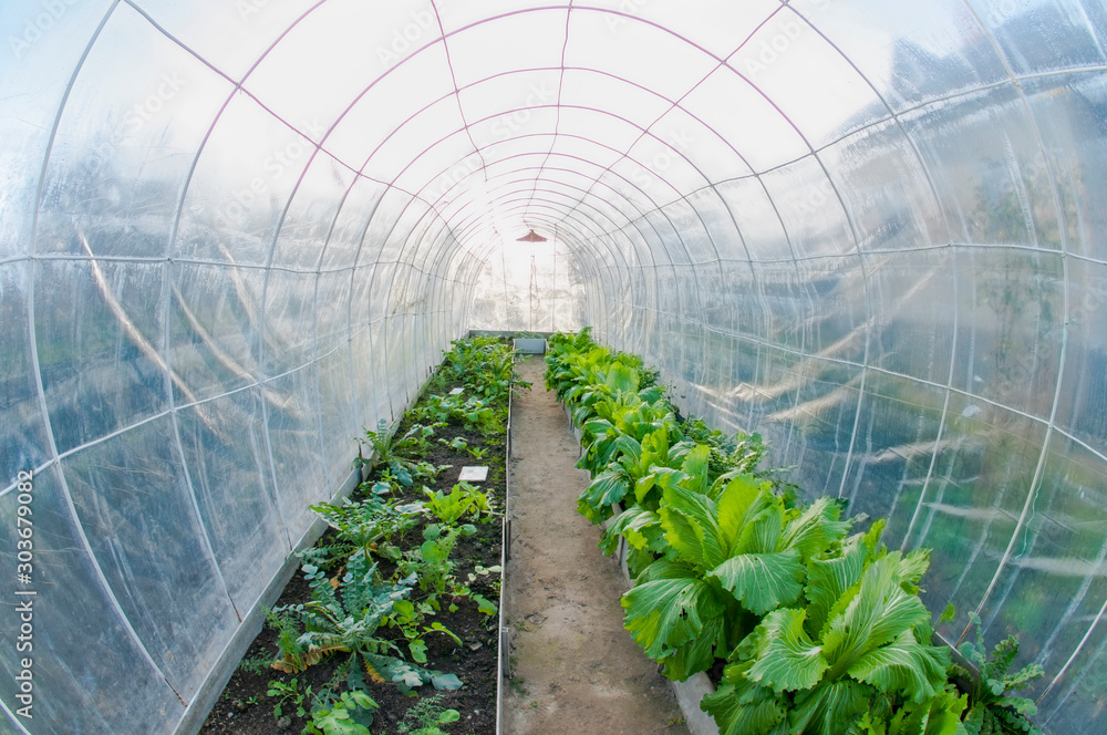 growing natural Beijing cabbage in a greenhouse growing natural Beijing cabbage in a greenhouse