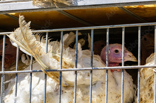 close up on white turkey in cages in the transport truck, the bad conditions and inhumane livestock and transporting poultry concept. photo