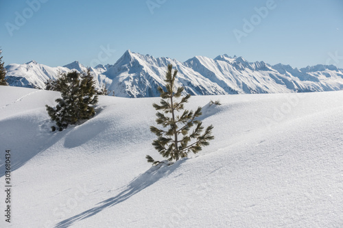zwei Bäume im Schnee mit Bergen im Hintergrund