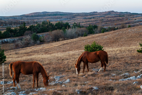 Two red horses graze in the mountains