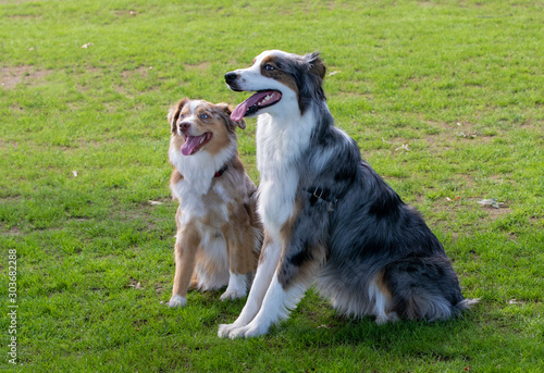Two Border Collie dogs sitting next to each other