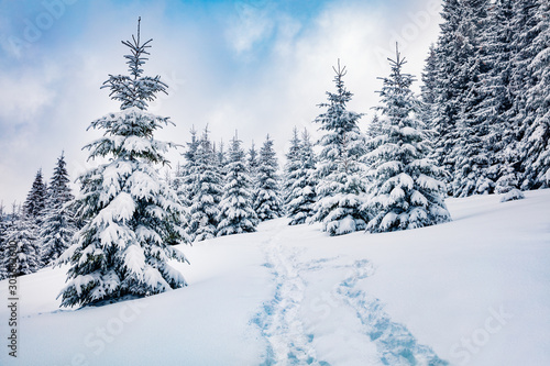 Cold winter morning in Carpathian mountain foresty with snow covered fir trees. Wonderful outdoor scene, Happy New Year celebration concept. Beauty of nature concept background. © Andrew Mayovskyy