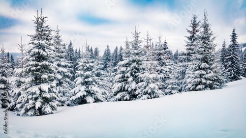 Cold winter morning in mountain forest with snow covered fir trees. Amazing outdoor scene of Carpathian mountains. Beauty of nature concept background. © Andrew Mayovskyy