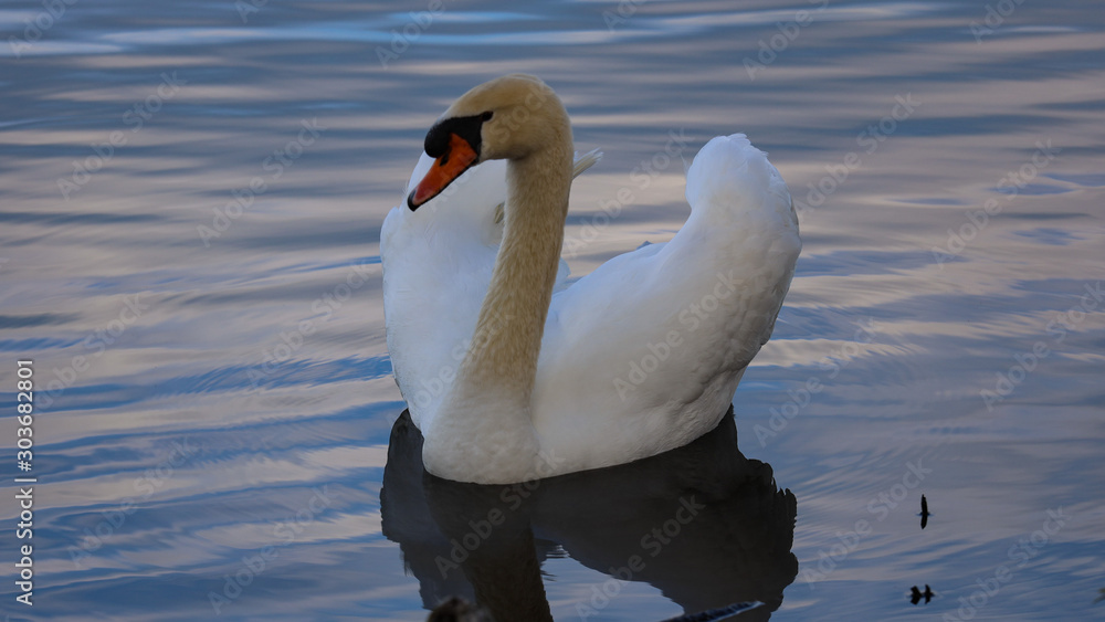 Obraz premium Swan in pond