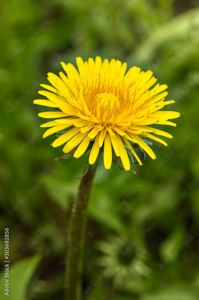 dandelion flower growing in natural conditions. background. dandelion flower growing in natural conditions. background.