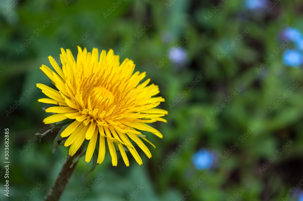 dandelion flower growing in natural conditions. background. dandelion flower growing in natural conditions. background.