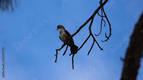 Cormorant on a perch