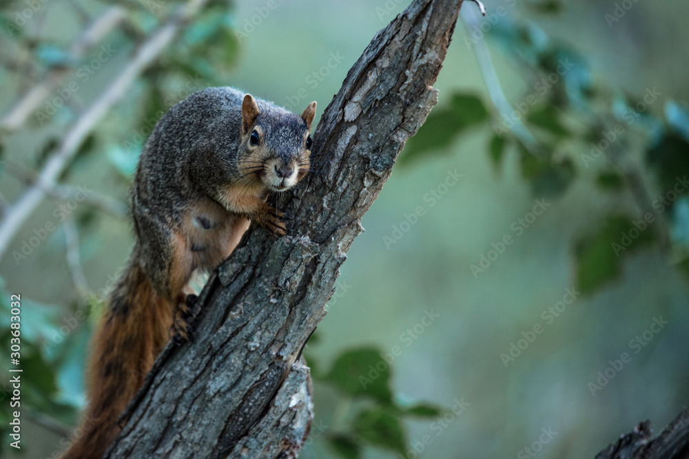 Squirrel Squirrel