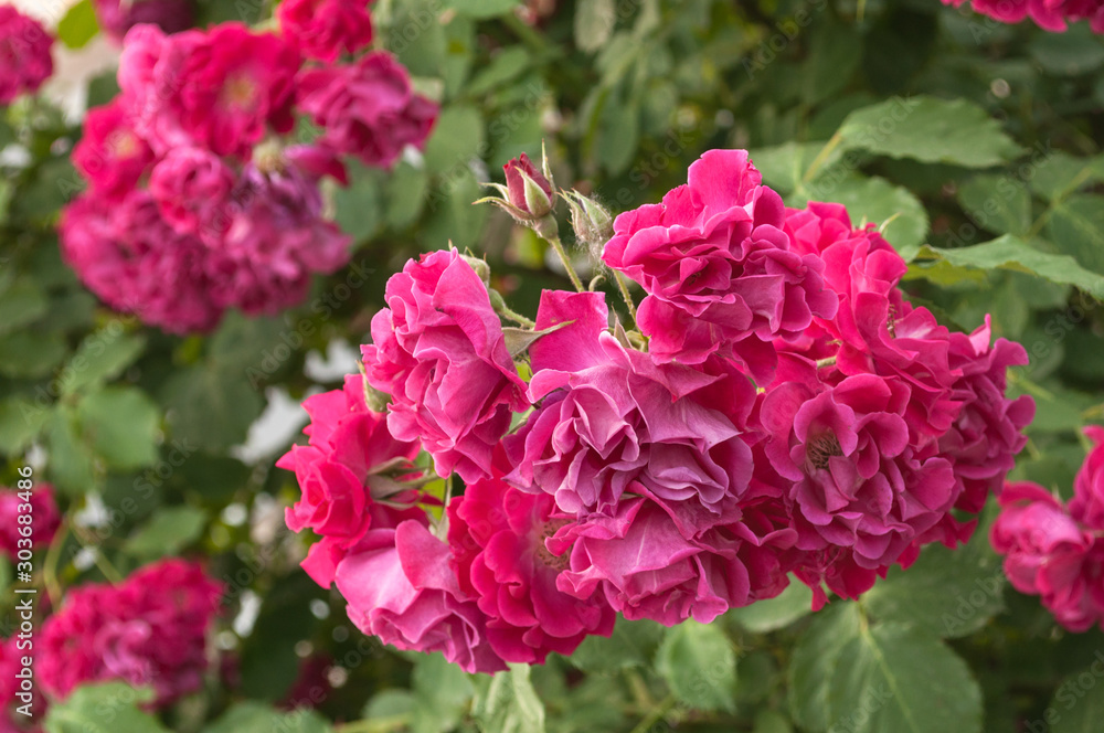 bush of red roses. in natural habitat. background.