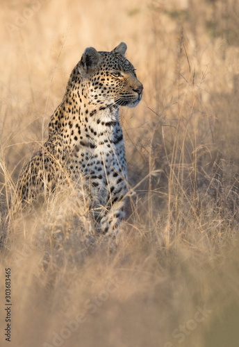 Beauty in the tall grass © Keith