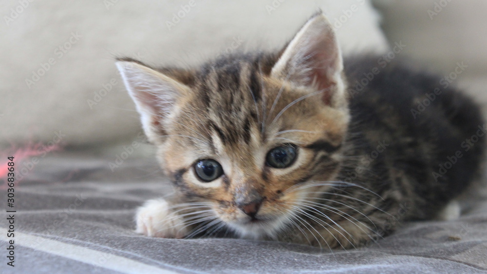 Chaton tigré Chaton tigré