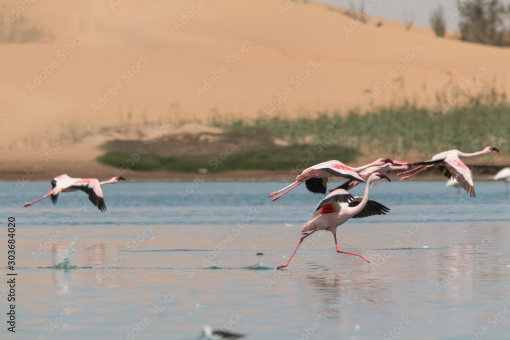 Flamingos at lakes in the dunes, Walvis Bay, Namibia, Africa