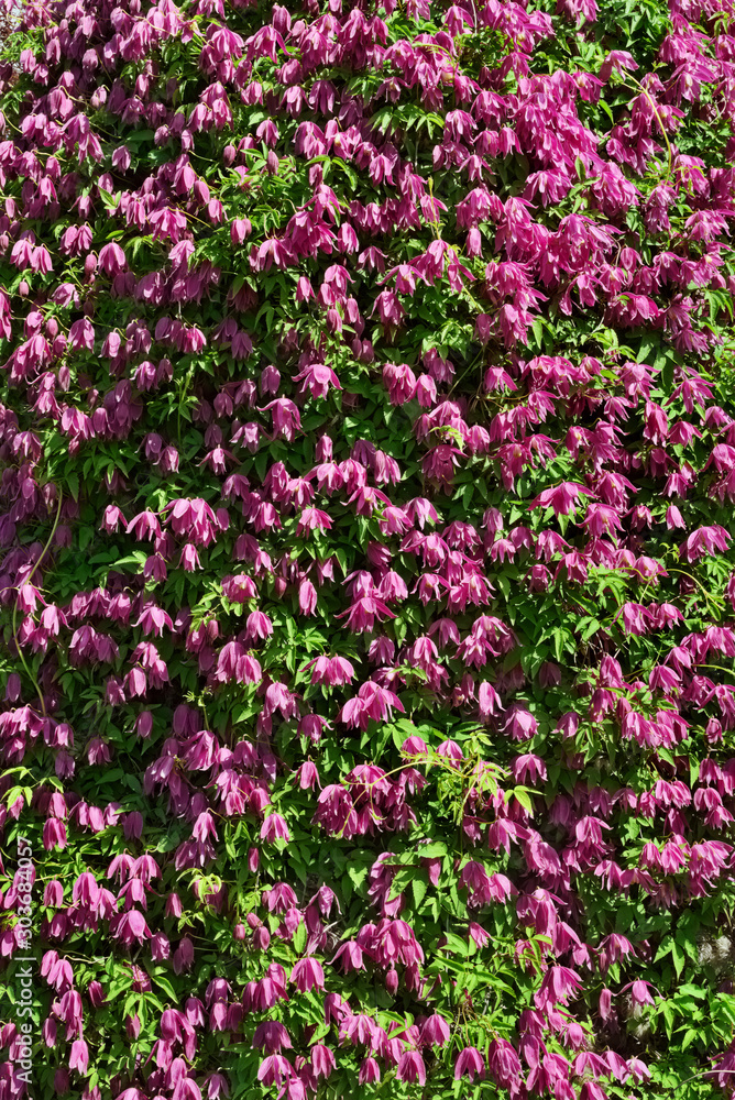 Obraz premium Green wall in park covered with blooming Clematis 