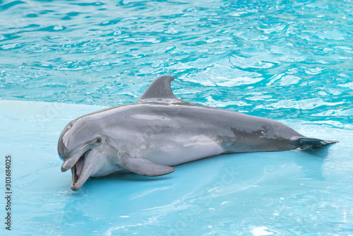 Dolphin. Performance of bottlenose dolphins on the stage at the dolphinarium