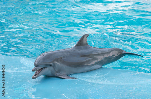 Dolphin. Performance of bottlenose dolphins on the stage at the dolphinarium