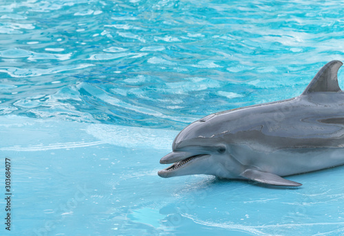 Dolphin. Performance of bottlenose dolphins on the stage at the dolphinarium