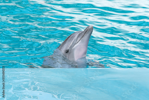 Dolphin. Bottlenose dolphins in water
