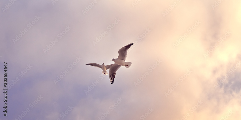 Fototapeta premium Seagulls. Two birds flying in sunset sky. Warm colors