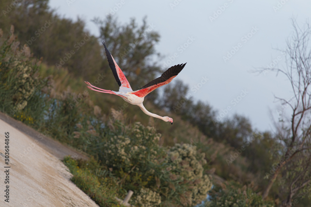 Φωτογραφία Great pink flamingos flying over a lake in La Camargue wetlands, France