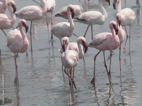 Flamingos in the Sea, Walvis Bay, Namibia, Africa