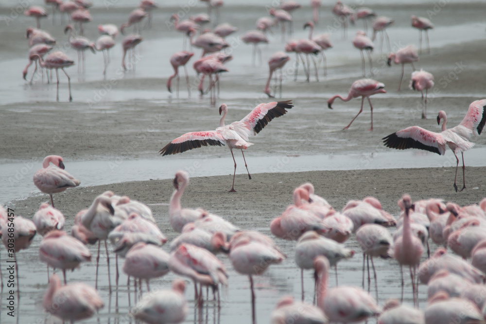 Fototapeta premium Flamingos in the Sea, Walvis Bay, Namibia, Africa