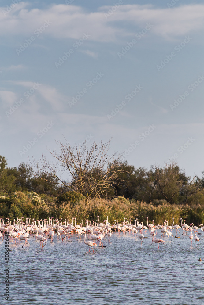 Group of great flamingos crowd on lake