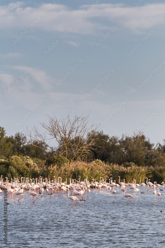 Fototapeta premium Group of great flamingos crowd on lake