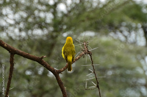 The African Birds. Tanzania