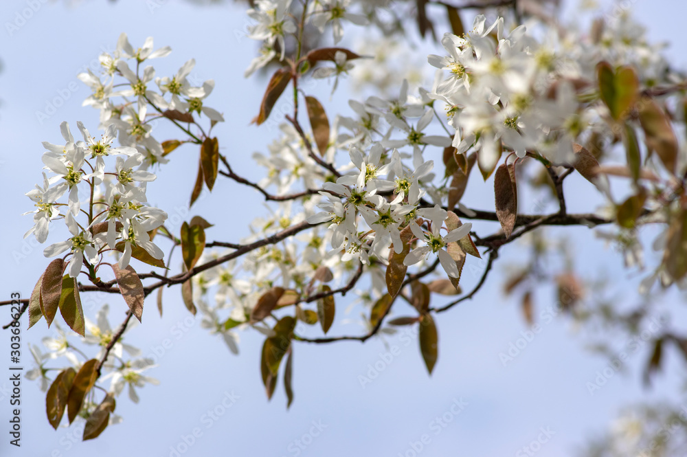 Amelanchier lamarckii deciduous flowering shrub, group of white flowers on branches in bloom Amelanchier lamarckii deciduous flowering shrub, group of white flowers on branches in bloom
