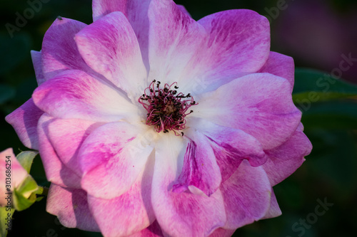 Macro closeup of pink rose flower