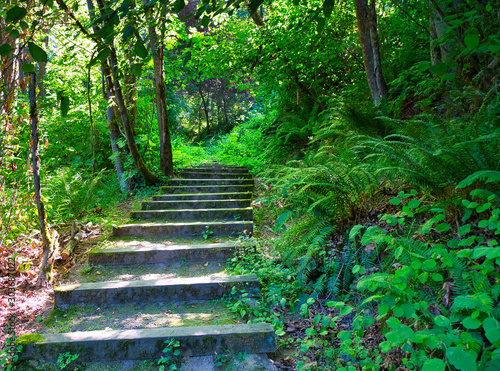 2019-07-25 Mercer Island Park Stairs 2