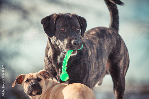 Hund mit Spielzeug und Welpe im Hintergrund