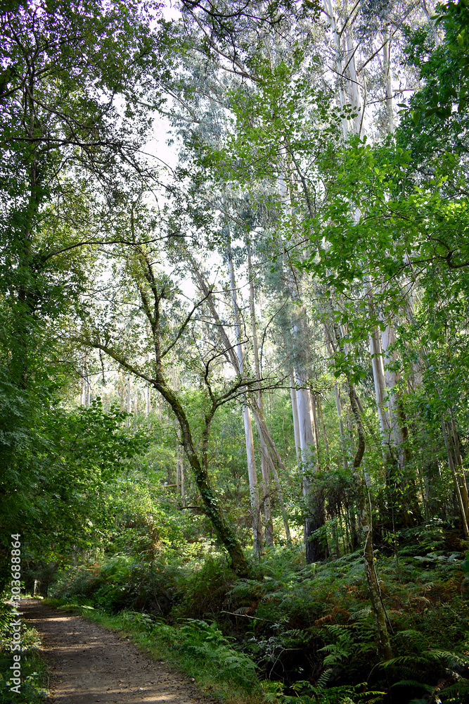 Fototapeta premium Souto da Retorta, also known as the Chavin eucalyptus, in Vivero, Galicia. Spain. Europe.