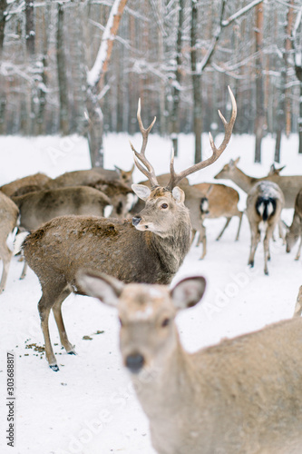 Beautiful young deer in a forest in winter. Deer herd on the background, focus on big male noble deer