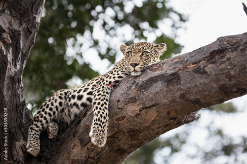 leopard in a tree © Keith