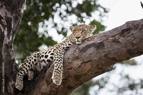 leopard in a tree