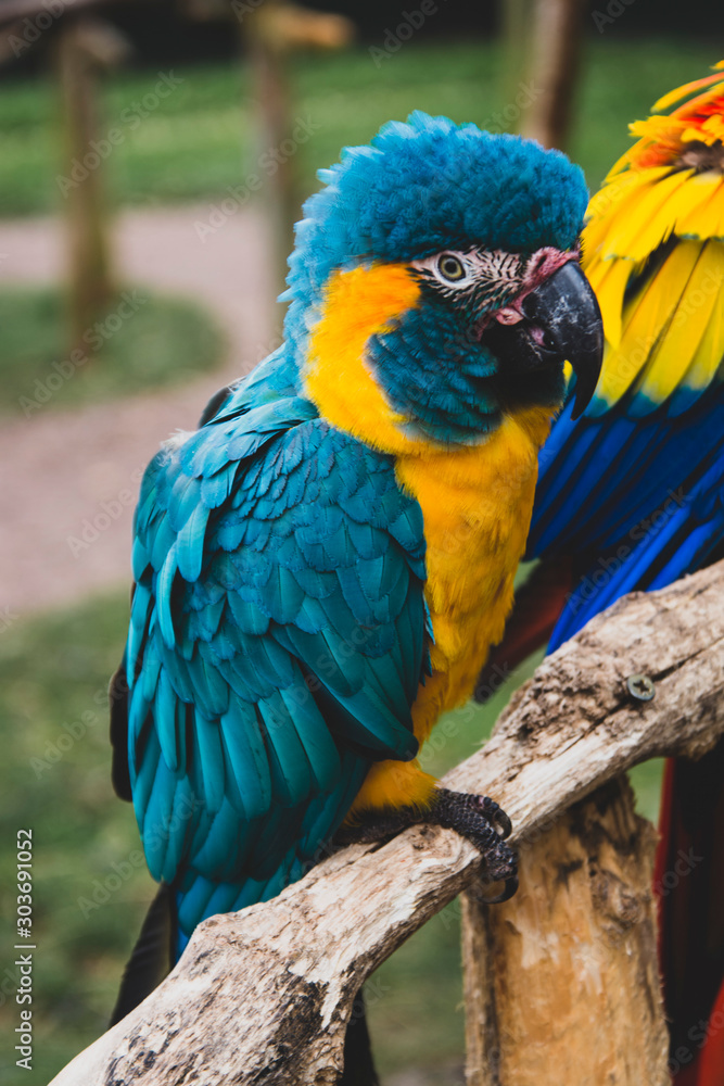 Macaw parrot on branches, blue yellow colorful parrots at the zoo.