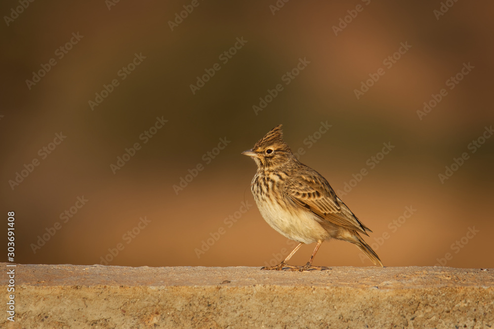 Φωτογραφία Thekla Lark - Galerida theklae breeds on the Iberian Peninsula, northern Africa,