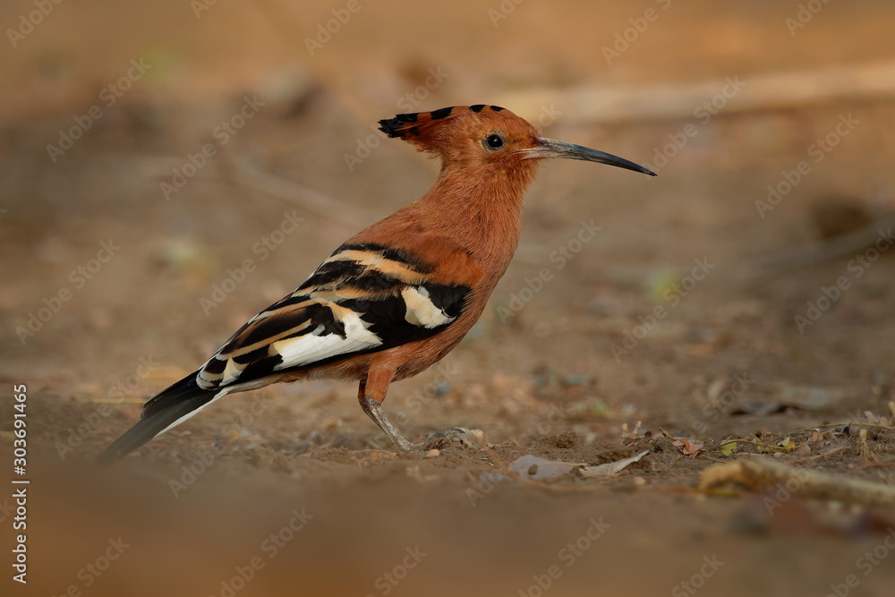 African hoopoe - Upupa africana species of hoopoe family Upupidae, previously considered as a subspecies (Upupa epops africana), big crest and darker color African hoopoe - Upupa africana species of hoopoe family Upupidae, previously considered as a subspecies (Upupa epops africana), big crest and darker color