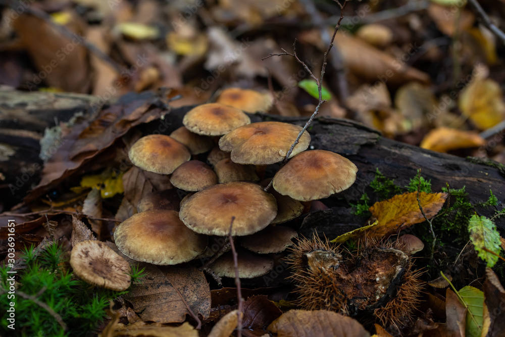 mushroom in forest mushroom in forest