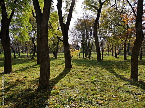 Autumn in the park